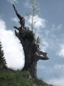 Baum am Happurger Stausee